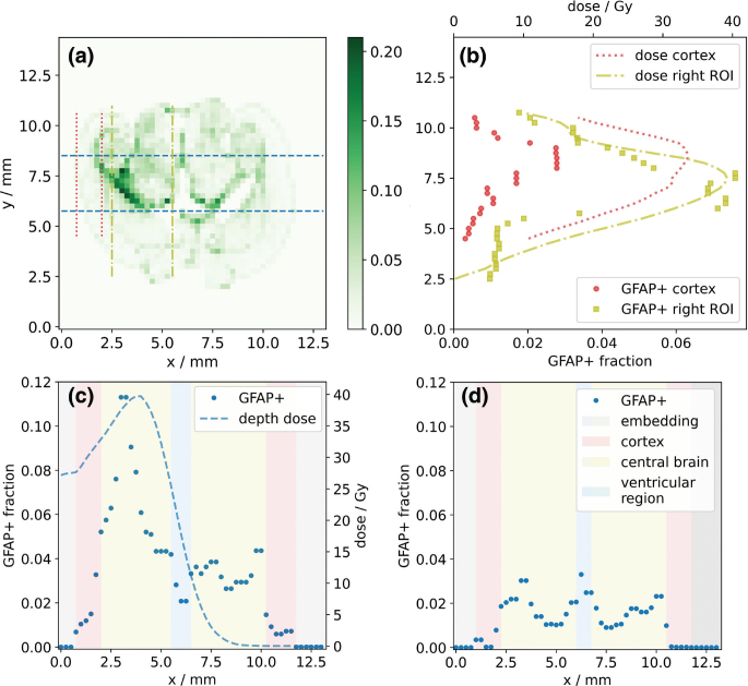 Radiation-induced changes of reactive astrocyte distribution in mice as a late response to partial-brain proton irradiation.