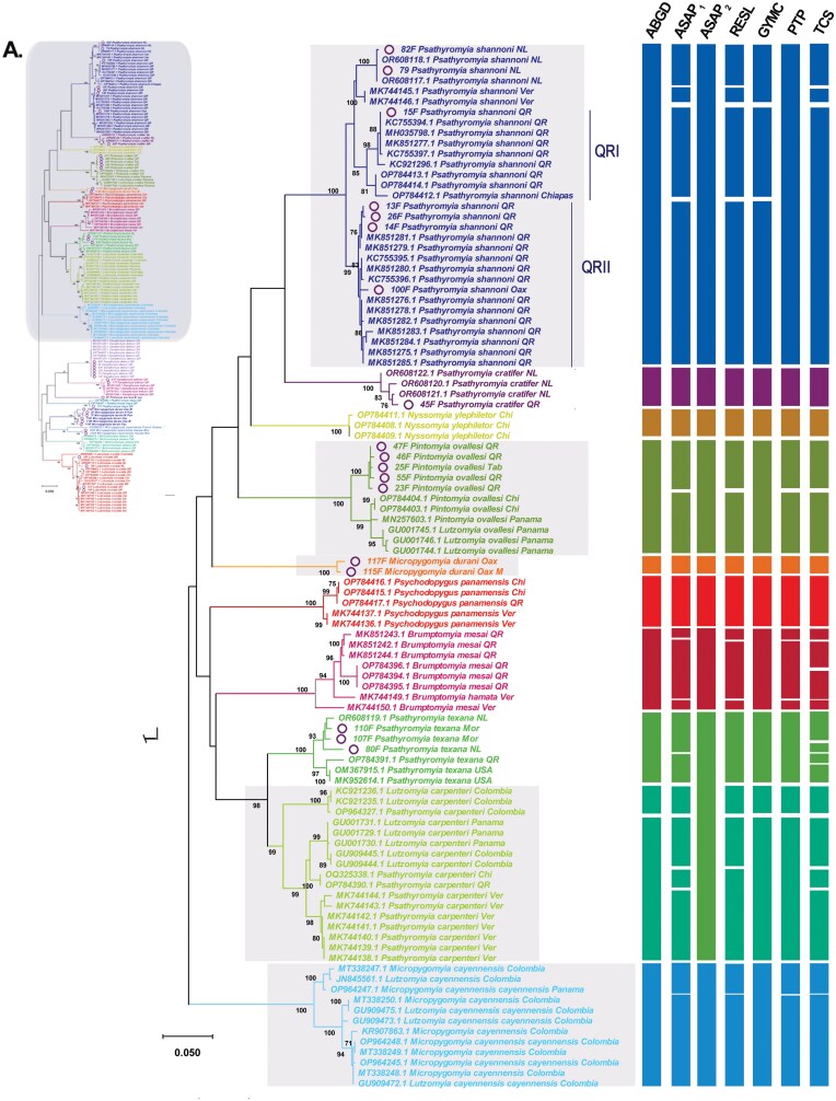 Appearance may be deceiving: Mexican sand flies (Diptera: Psychodidae: Phlebotominae) embrace a high diversity of cryptic species.