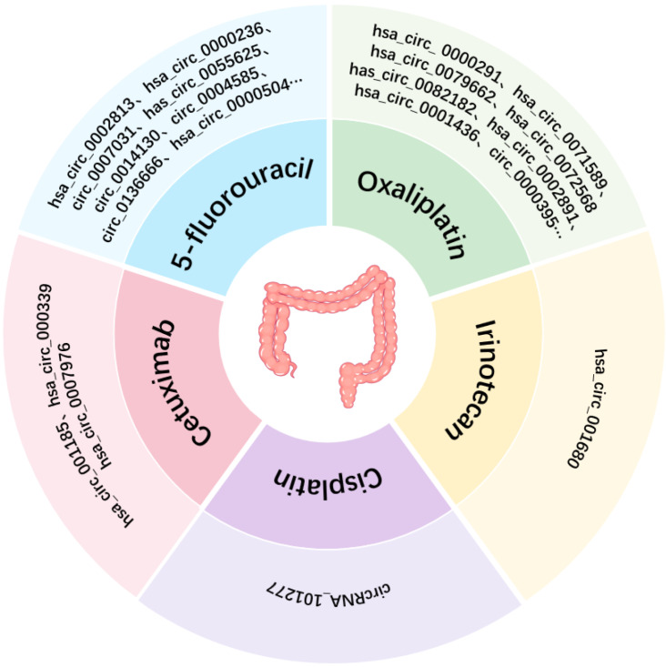 Extracellular vesicles circular RNA: A new perspective and clinical application potential for mediating chemoresistance in colorectal cancer.