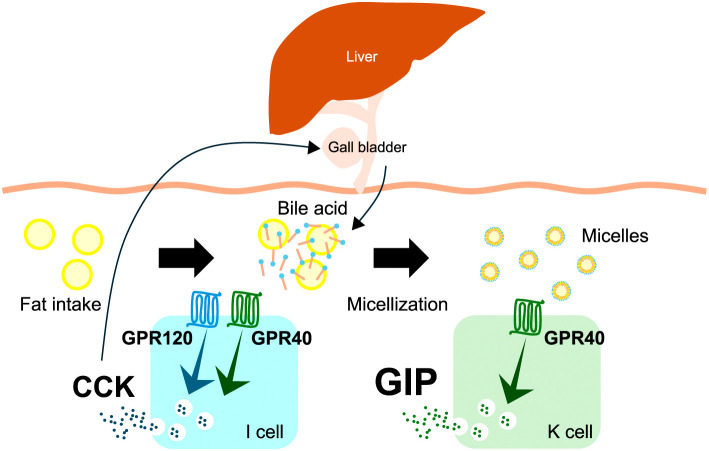 Physiology and clinical applications of GIP.
