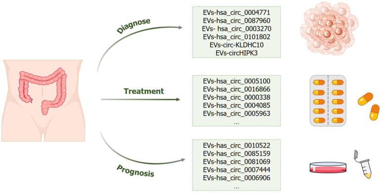 Extracellular vesicles circular RNA: A new perspective and clinical application potential for mediating chemoresistance in colorectal cancer.