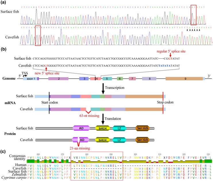 A Splicing Mutation in mitfa is Involved in the Depigmentation of Cavefish Triplophysa rosa.