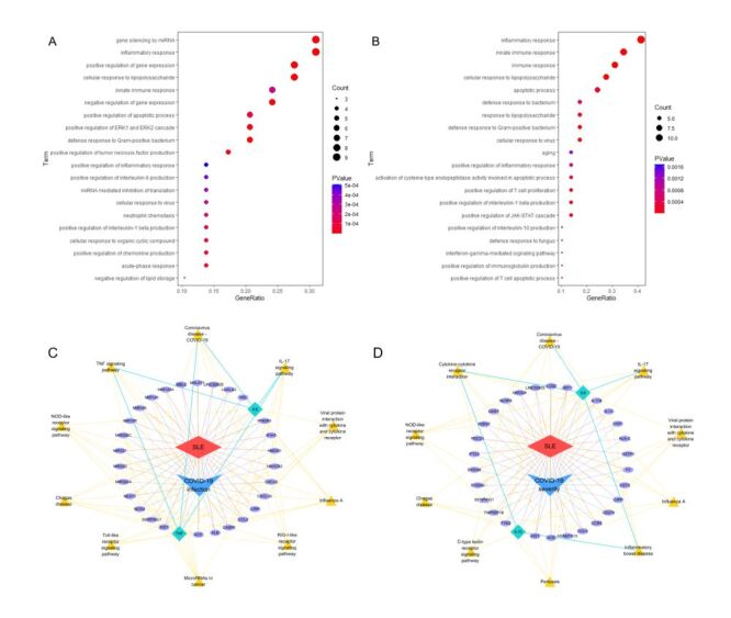 Exploring the complex relationship between systemic lupus erythematosus and coronavirus disease 2019: genetic insights and potential protective mechanisms.
