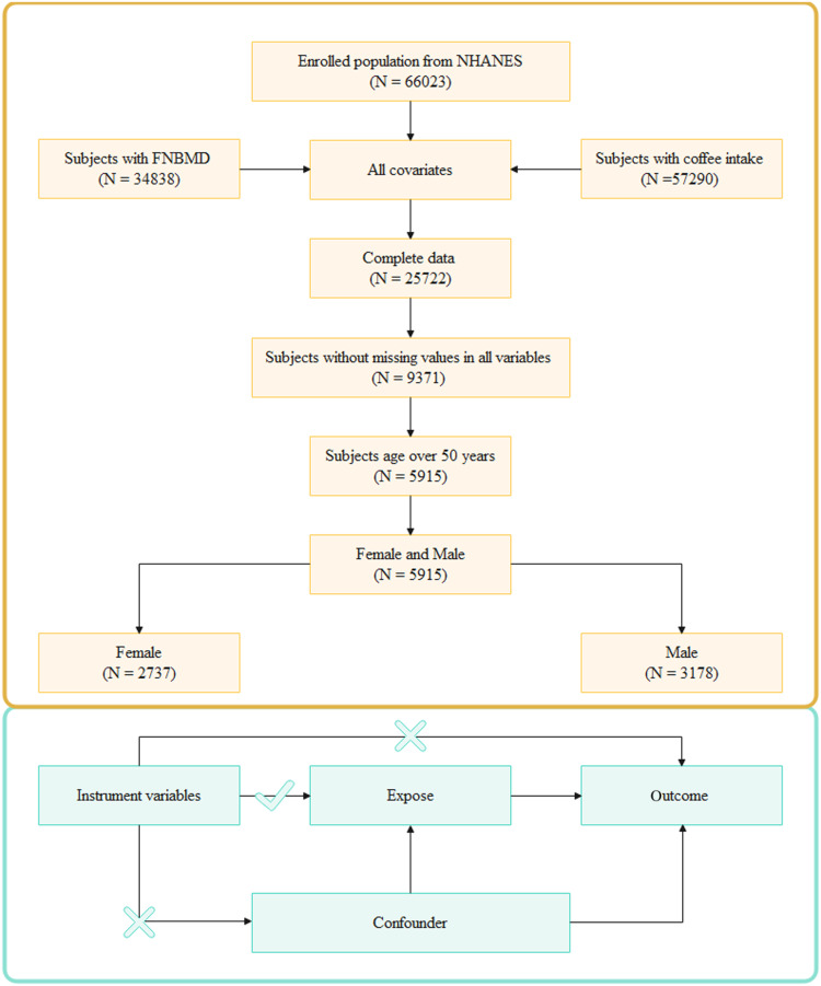 The association between coffee intake and femoral neck bone mineral density based on the NHANES and Mendelian randomisation study.