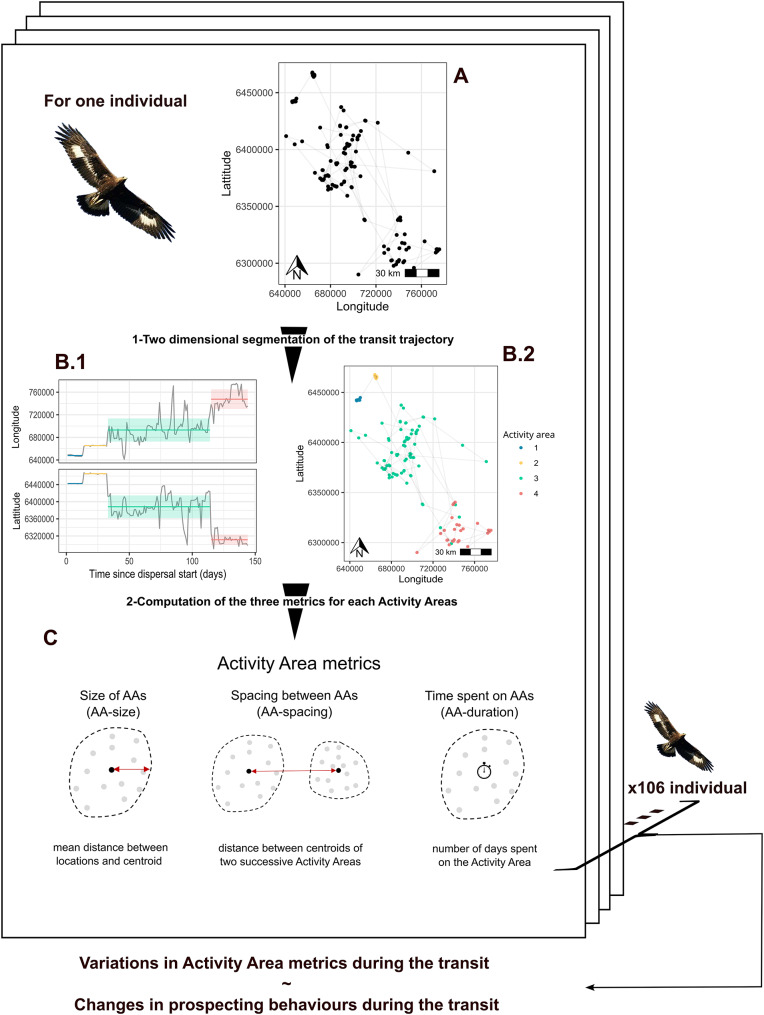 Prospecting movements during the transit phase of immature eagles are driven by age, sex and season.