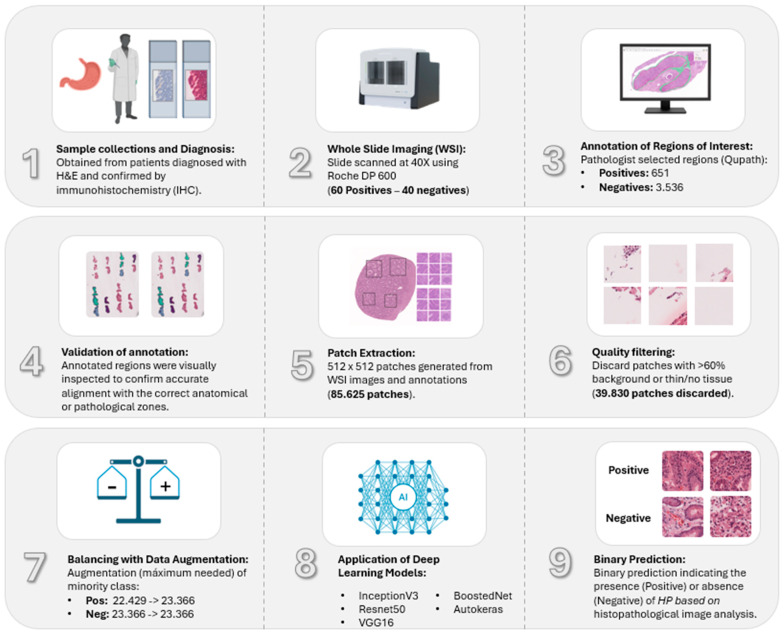 Detection of <i>Helicobacter pylori</i> Infection in Histopathological Gastric Biopsies Using Deep Learning Models.