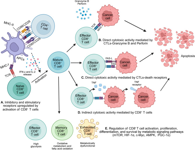 T cells in cancer: mechanistic insights and therapeutic advances.