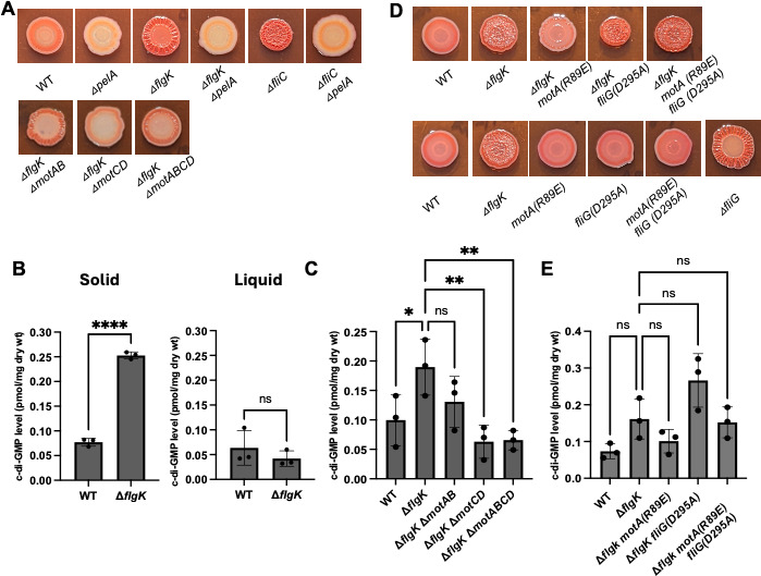Genetic analysis of flagellar-mediated surface sensing by <i>Pseudomonas aeruginosa</i> PA14.