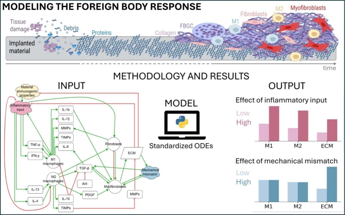 Towards predicting implant-induced fibrosis: A standardized network model of macrophage-fibroblast interactions.