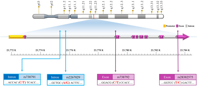 Association of MMP-11 Genotypes With Colorectal Cancer in Taiwan.