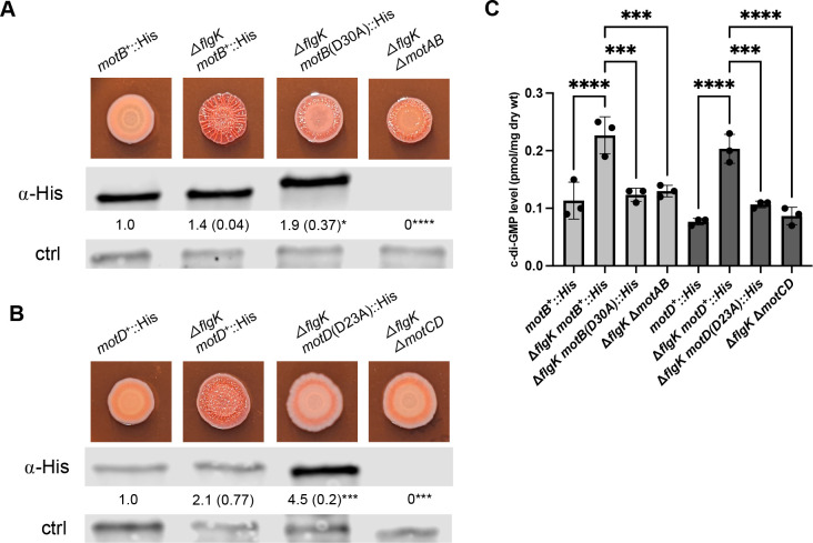 Genetic analysis of flagellar-mediated surface sensing by <i>Pseudomonas aeruginosa</i> PA14.