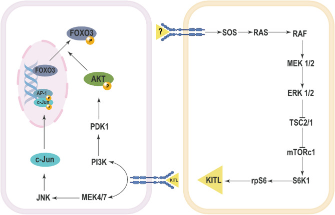 The roles of MAPK signaling pathway in ovarian folliculogenesis.
