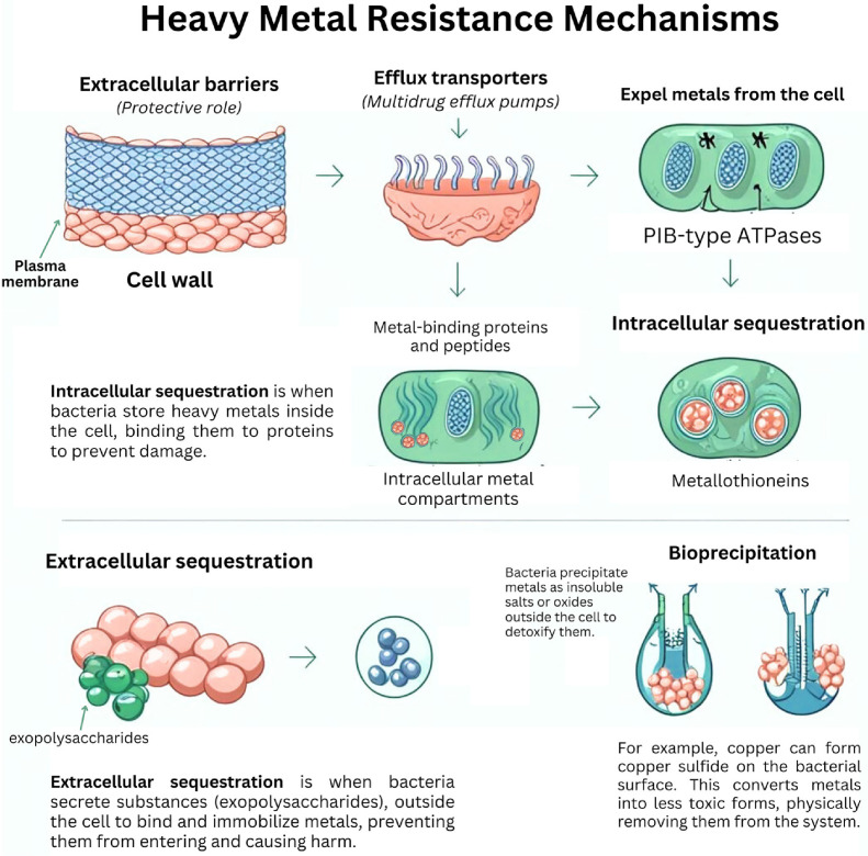Bacterial Heavy Metal Resistance in Contaminated Soil.