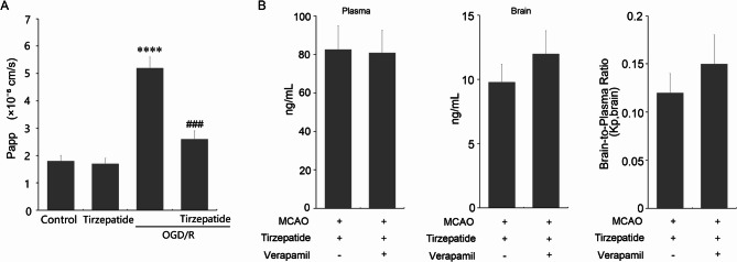 Tirzepatide mitigates Stroke-Induced Blood-Brain barrier disruption by modulating Claudin-1 and C/EBP-α pathways.