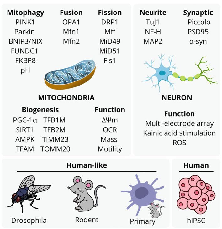 Editorial: Recent advances in mitochondrial dysfunction and therapeutics for neurodegeneration and aging.
