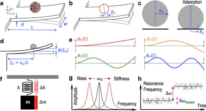 Mass and stiffness sensing performance of nanomechanical resonators: viability of infectious virus detection.