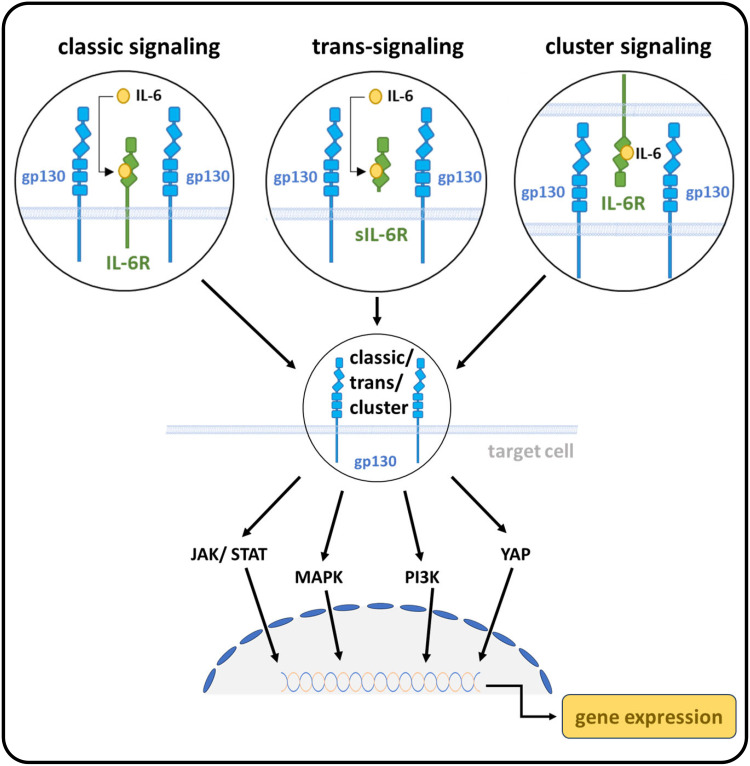 IL-6 Signaling in Immunopathology: From Basic Biology to Selective Therapeutic Intervention.