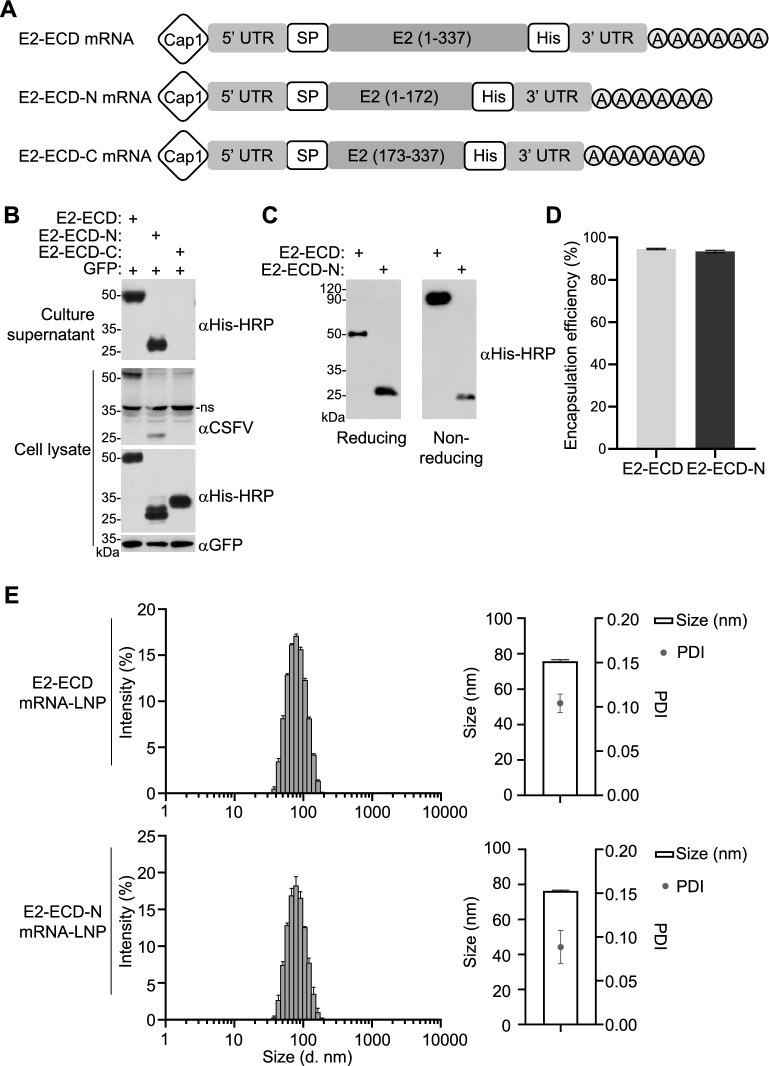 A single-dose mRNA vaccine encoding the classical swine fever virus E2-ECD induces durable protective immunity in rabbits.