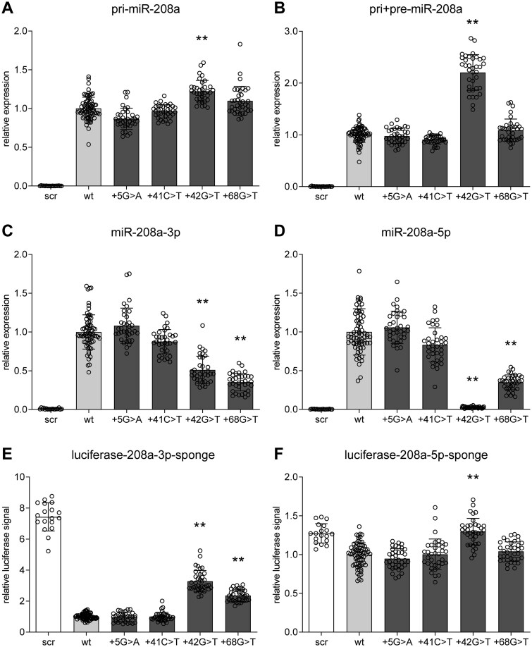 Rare DCM associated variants in pre-miR-208a disrupt miRNA maturation and function.