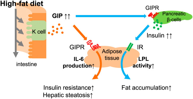Physiology and clinical applications of GIP.
