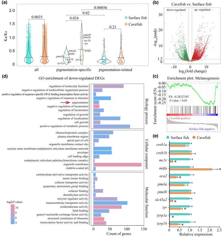 A Splicing Mutation in mitfa is Involved in the Depigmentation of Cavefish Triplophysa rosa.