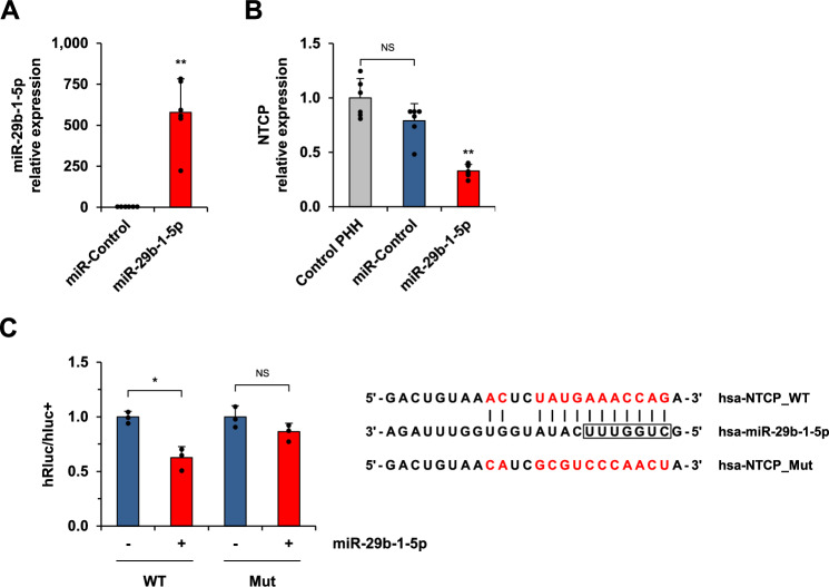 miRNA-29b-1-5p mediates an antiviral activity by targeting the HBV entry receptor in human hepatocytes.