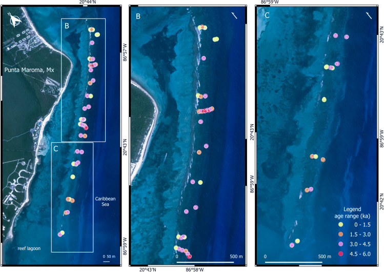 Centennial-scale gaps in a 5500-year acroporid growth trajectory from a Caribbean coral reef.