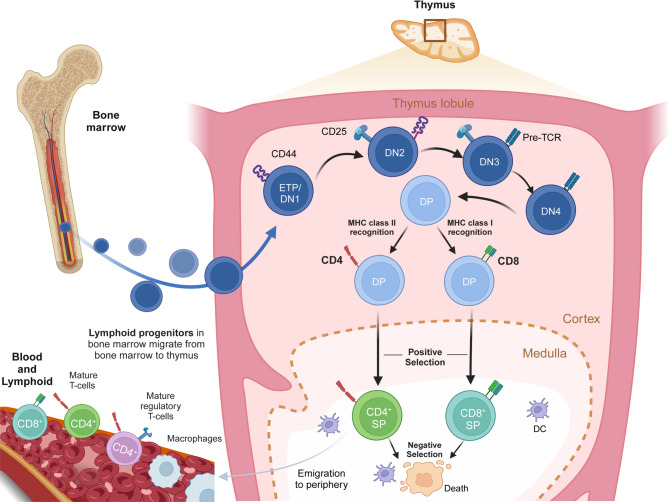 T cells in cancer: mechanistic insights and therapeutic advances.