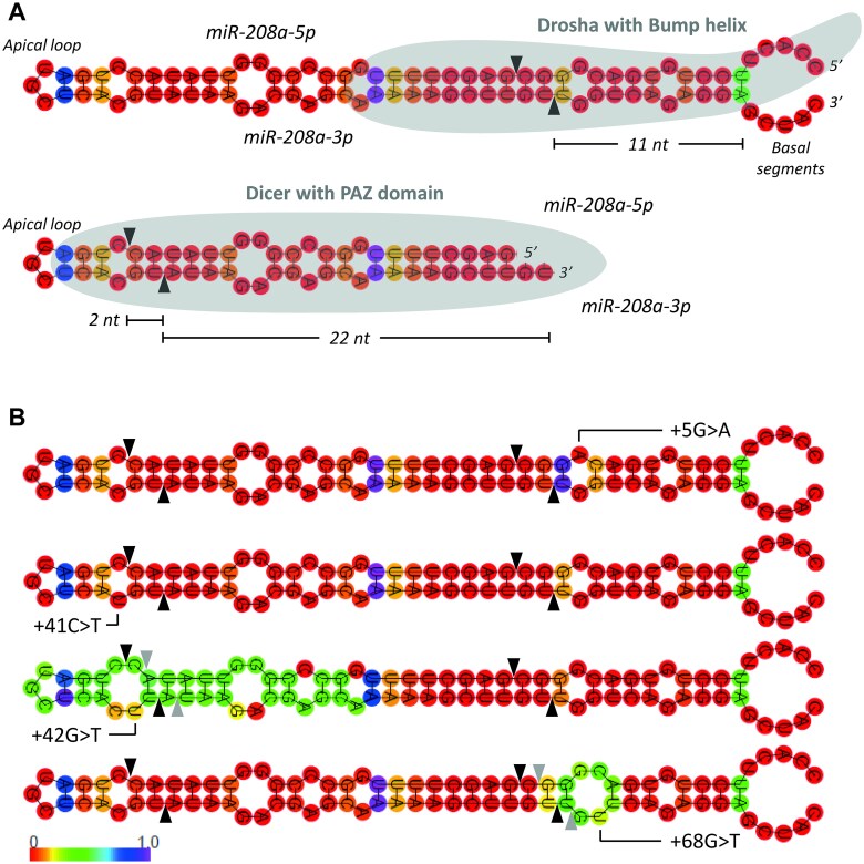 Rare DCM associated variants in pre-miR-208a disrupt miRNA maturation and function.