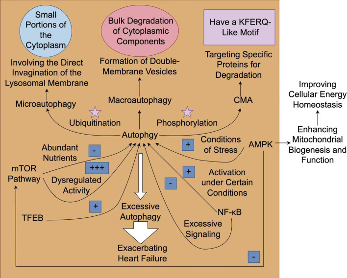 Programmed Cell Death in Heart Failure: Mechanisms, Impacts, and Therapeutic Prospects.
