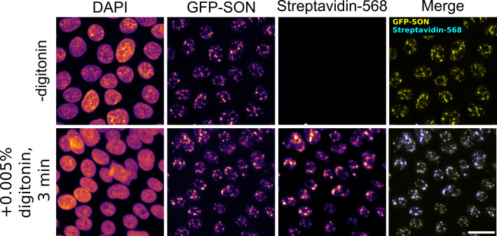 APEX2 RNA Proximity Labeling in Mammalian Cell Lines With Low Biotin Permeability.