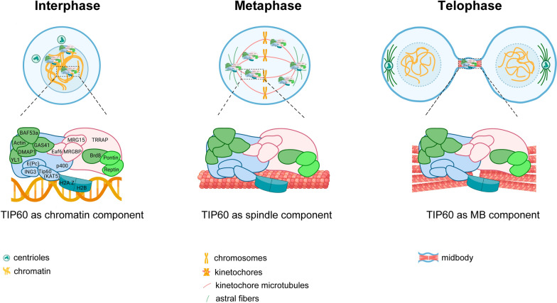 The multitalented TIP60 chromatin remodeling complex: wearing many hats in epigenetic regulation, cell division and diseases.