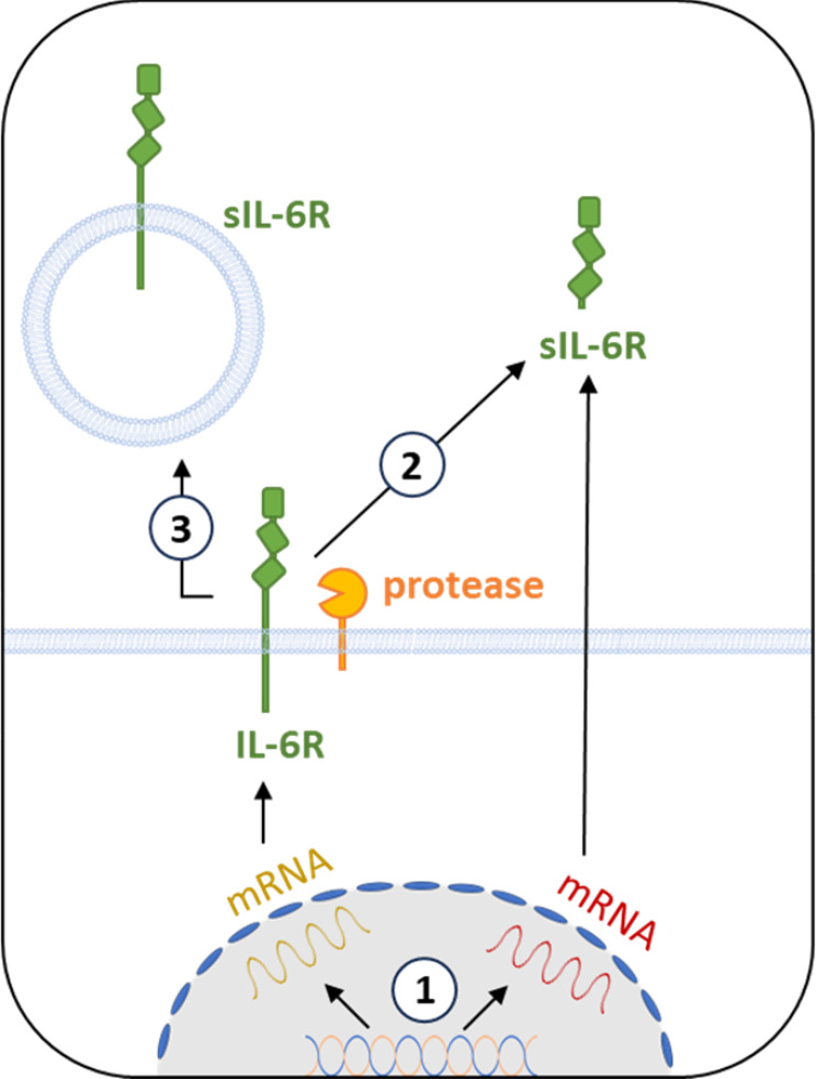 IL-6 Signaling in Immunopathology: From Basic Biology to Selective Therapeutic Intervention.