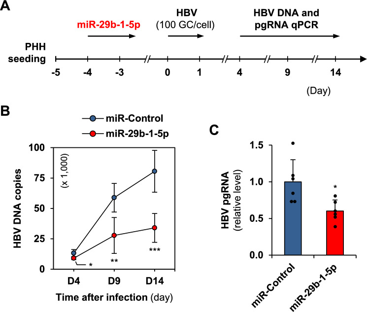miRNA-29b-1-5p mediates an antiviral activity by targeting the HBV entry receptor in human hepatocytes.