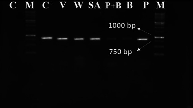 Effects of abiotic and biotic elicitors on tomato resistance to tomato brown rugose fruit virus.