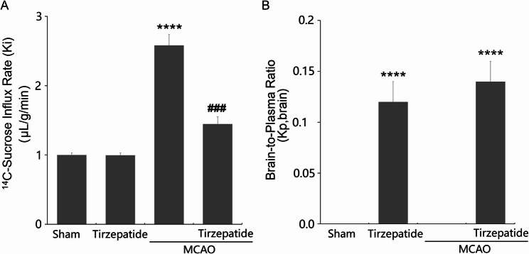 Tirzepatide mitigates Stroke-Induced Blood-Brain barrier disruption by modulating Claudin-1 and C/EBP-α pathways.