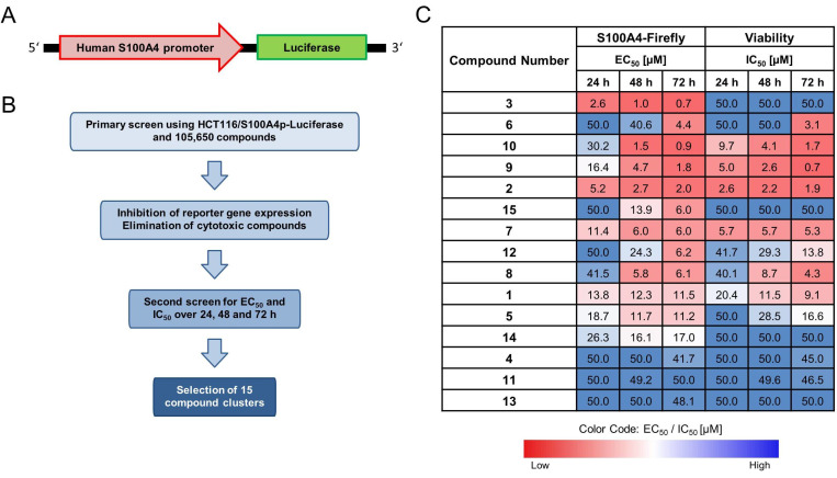 Novel High-Throughput Screen Identified S100A4 Inhibitors for Anti-Metastatic Therapy.