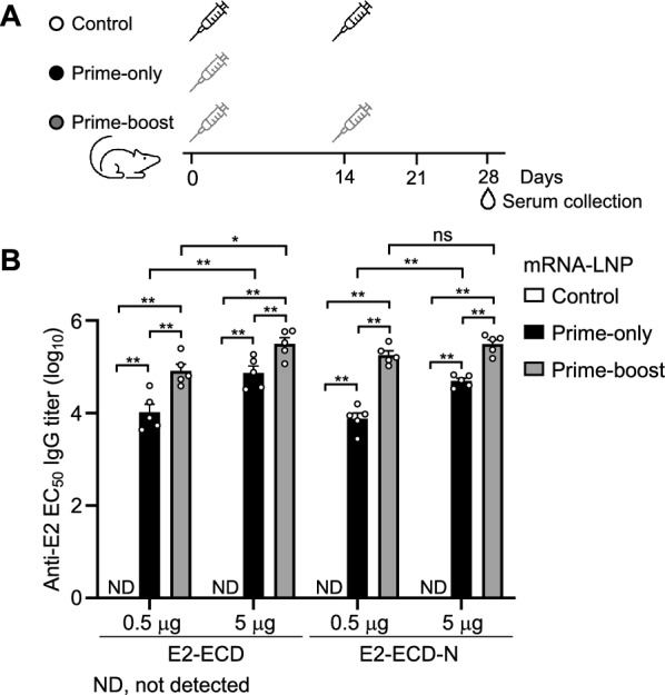 A single-dose mRNA vaccine encoding the classical swine fever virus E2-ECD induces durable protective immunity in rabbits.