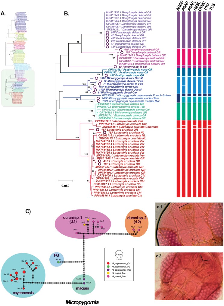 Appearance may be deceiving: Mexican sand flies (Diptera: Psychodidae: Phlebotominae) embrace a high diversity of cryptic species.