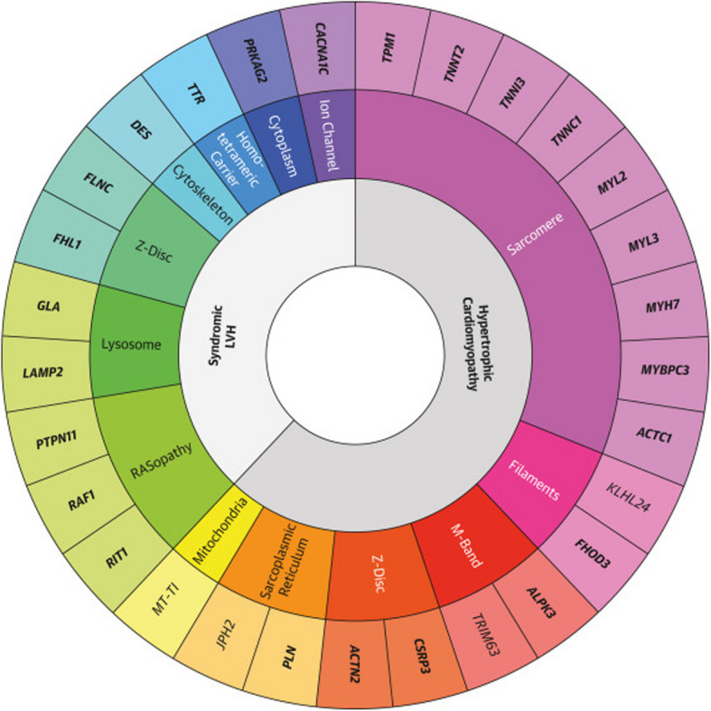 Genetic insights into hypertrophic cardiomyopathy: pathogenesis, diagnosis, and therapeutic implications.