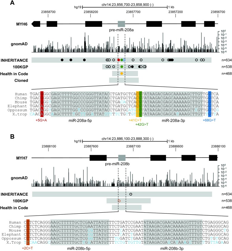 Rare DCM associated variants in pre-miR-208a disrupt miRNA maturation and function.