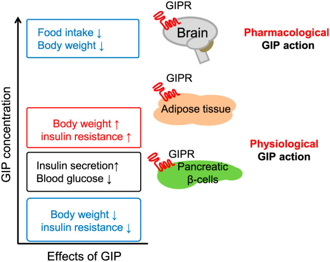 Physiology and clinical applications of GIP.