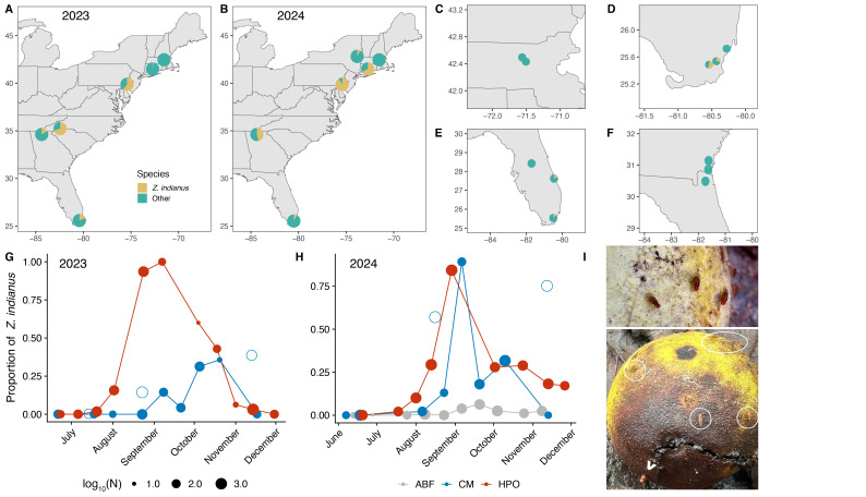 Field Sampling of <i>Zaprionus indianus</i> in the Eastern United States in 2023-2024.