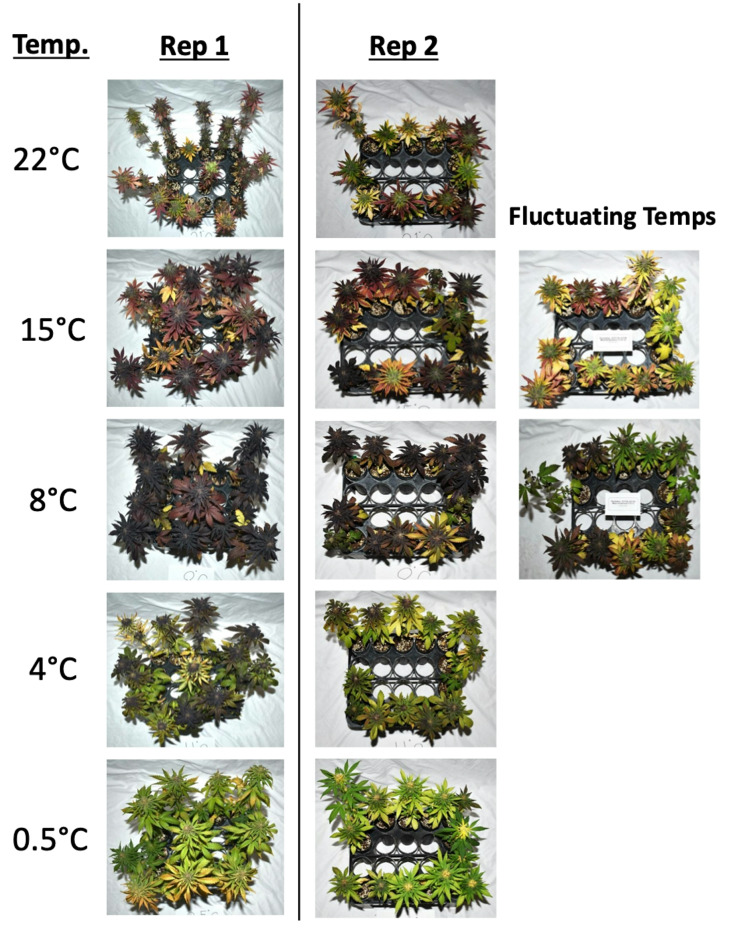 Anthocyanin accumulation, inflorescence dry weight and total cannabidiol content have different temperature optima in Cannabis sativa.