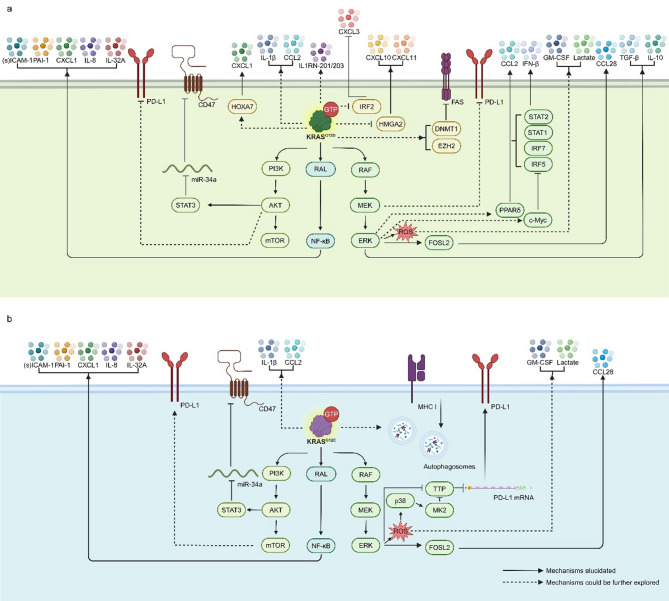 Precision immune regulation in KRAS-mutated cancers: the final piece of the puzzle?