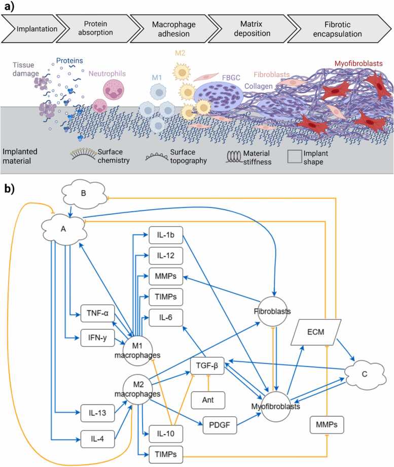 Towards predicting implant-induced fibrosis: A standardized network model of macrophage-fibroblast interactions.