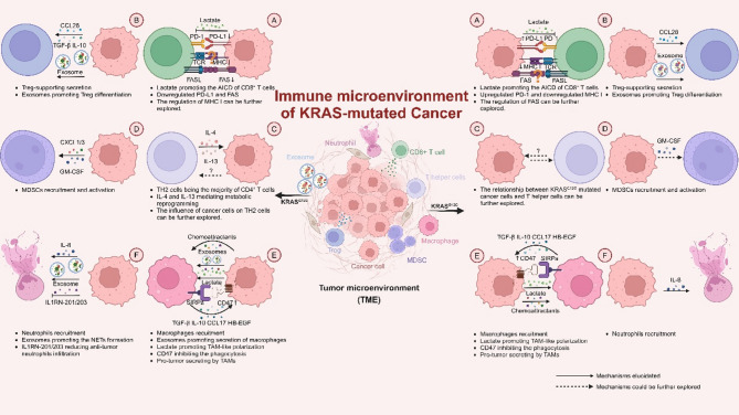 Precision immune regulation in KRAS-mutated cancers: the final piece of the puzzle?