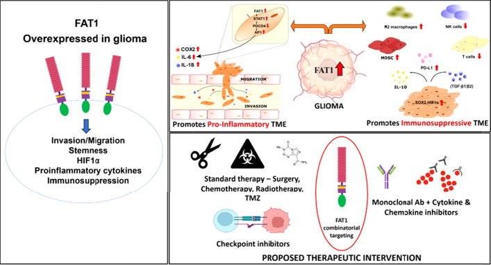 Immune factors and their role in tumor aggressiveness in glioblastoma: Atypical cadherin FAT1 as a promising target for combating immune evasion.