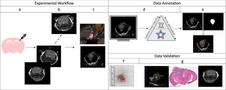 High-Resolution Ultrasound Data for AI-Based Segmentation in Mouse Brain Tumor.