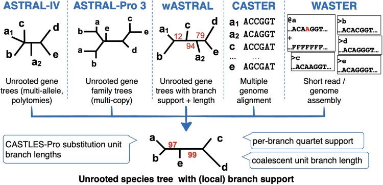 ASTER: A Package for Large-Scale Phylogenomic Reconstructions.